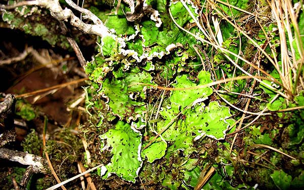 Peltigera leucophlebia  